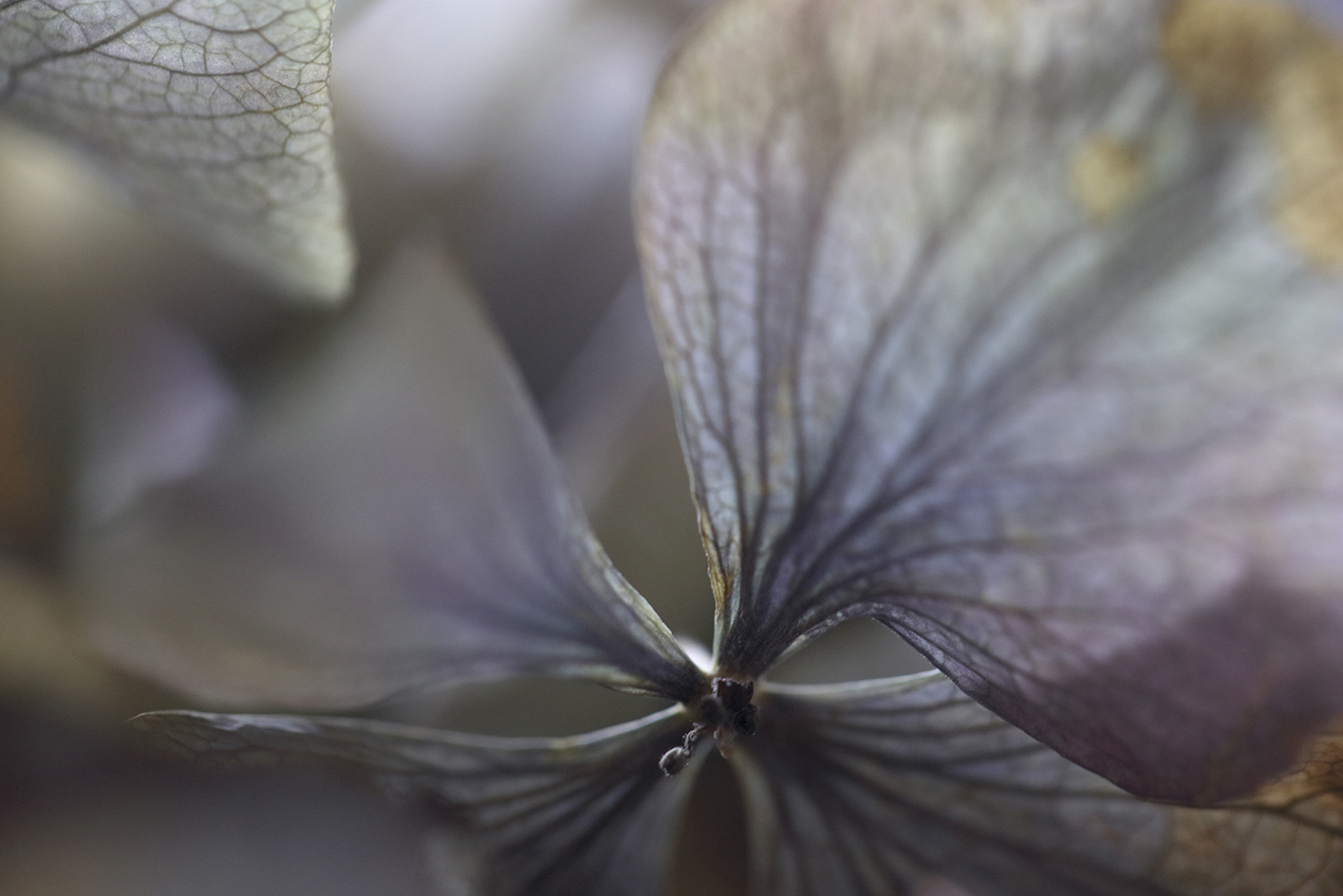 a picture of dried violet hydrangea flower shot by Namiko Kitaura