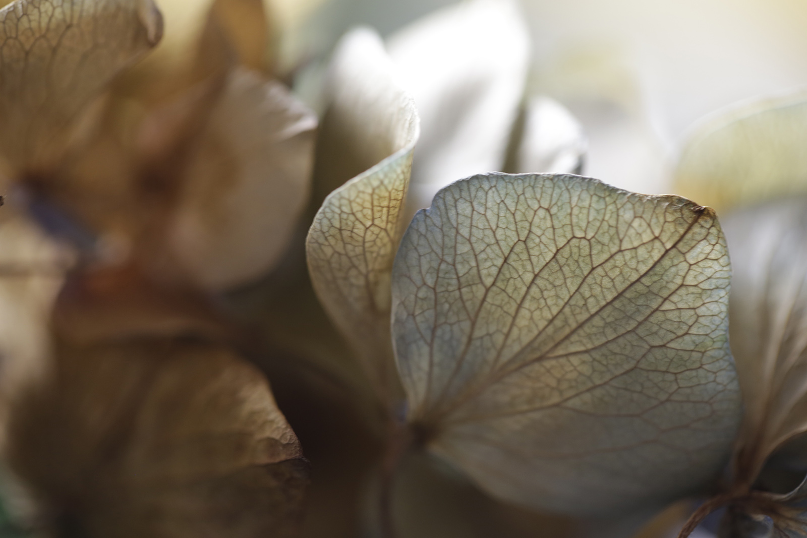 a picture of dried hydrangea petals by Namiko Kitaura
