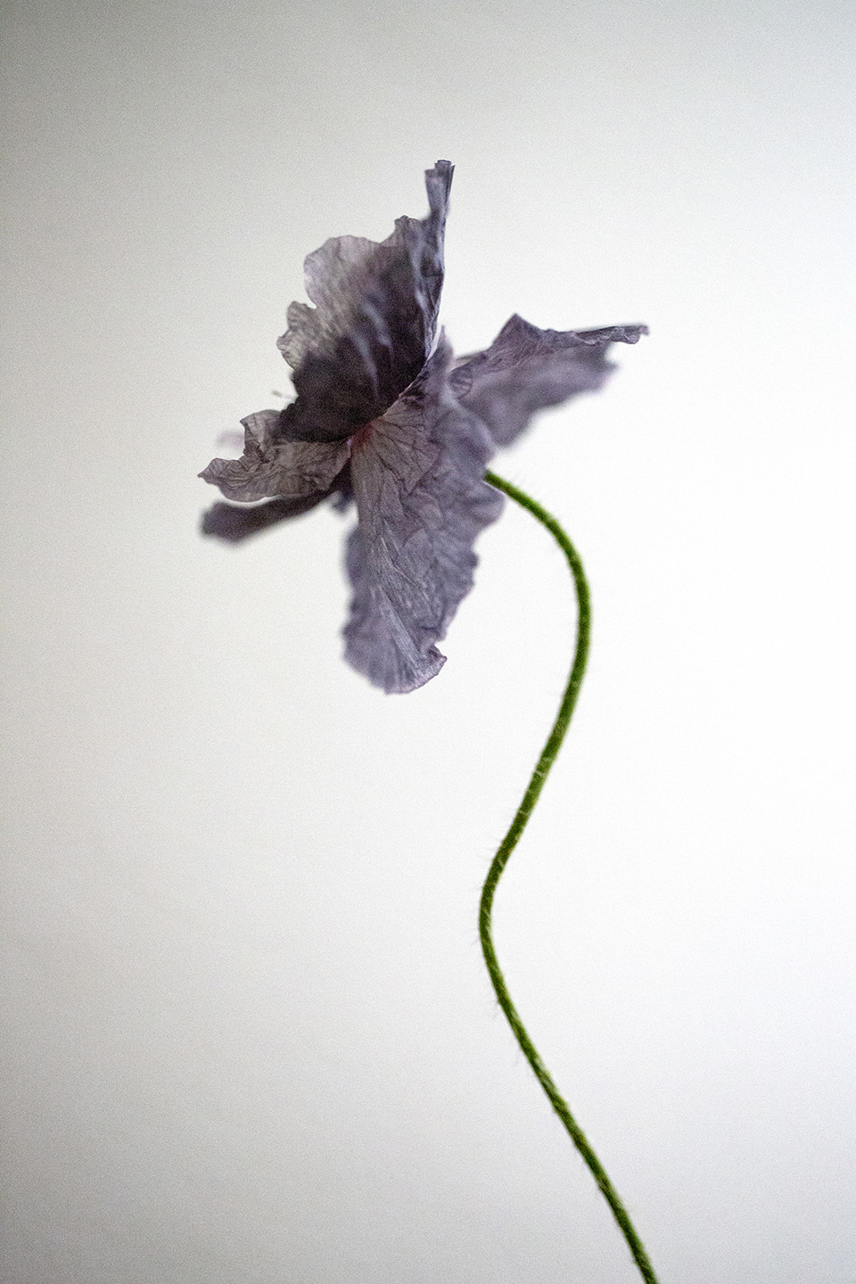 poppy by Namiko Kitaura