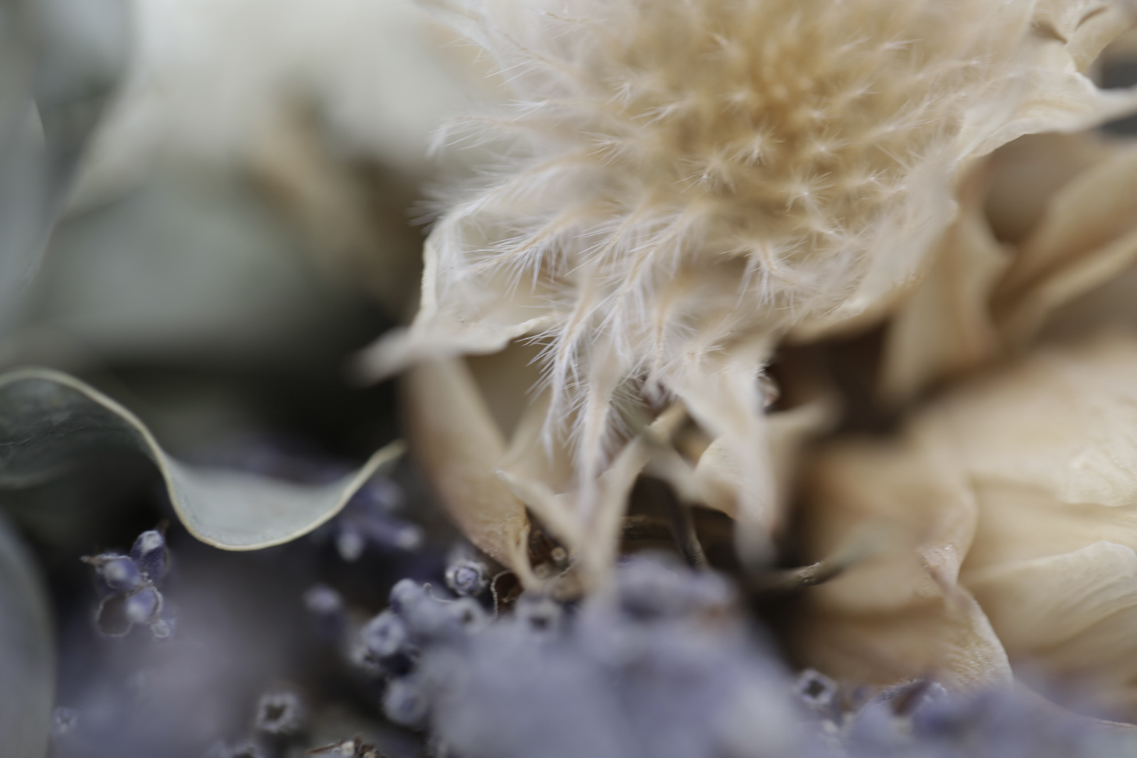 a picture of dried flowers shot by Namiko Kitaura