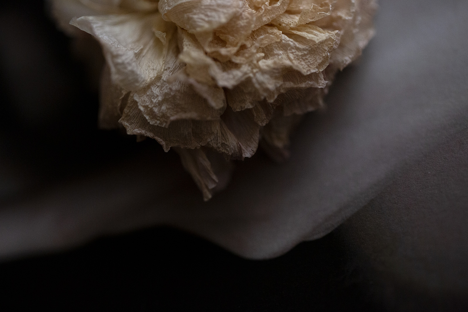 a picture of a dried rose flower shot by Namiko Kitaura