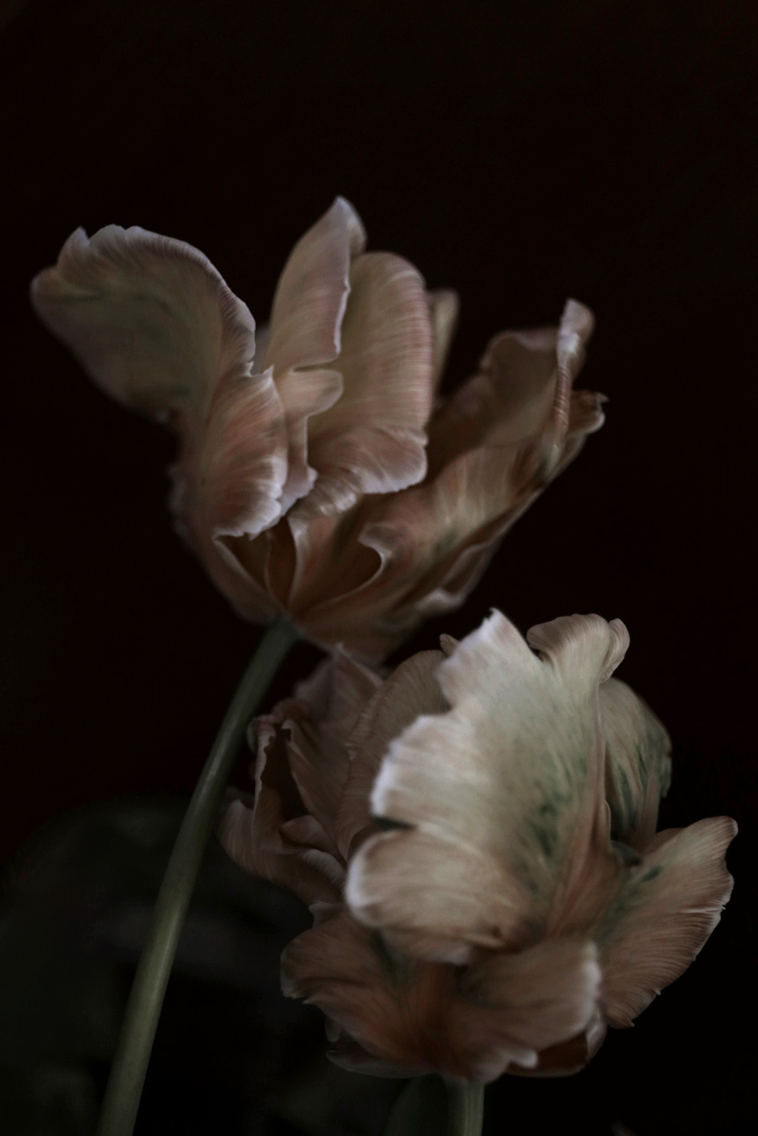 a picture of beige tulip flowers shot by Namiko Kitaura