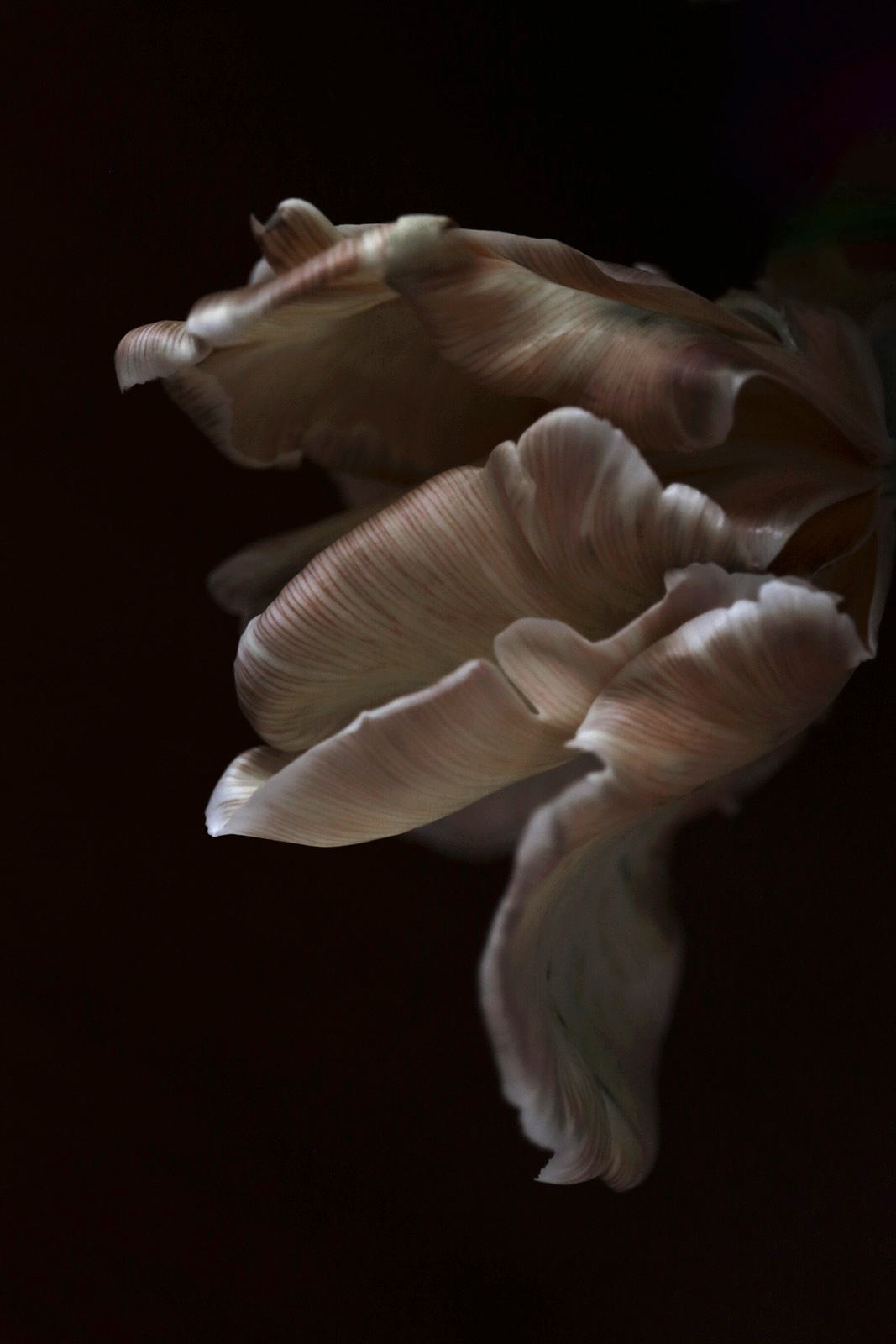 a picture of beige tulip flowers shot by Namiko Kitaura